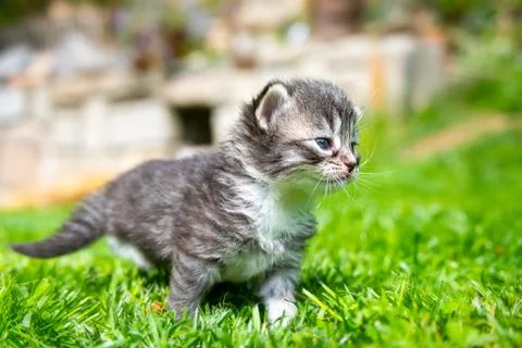Kitten in the green grass Stock Photos