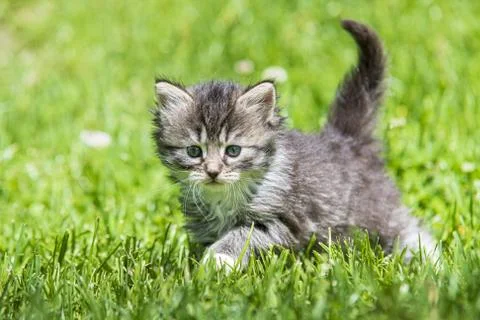 Kitten in the green grass Foto stock
