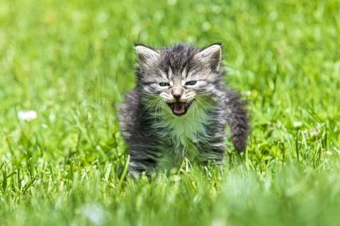 Kitten in the green grass Foto stock