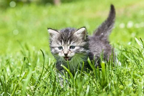 Kitten in the green grass Stock Photos