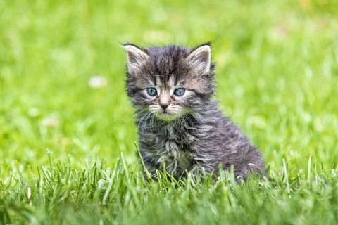Kitten in the green grass Stock Photos