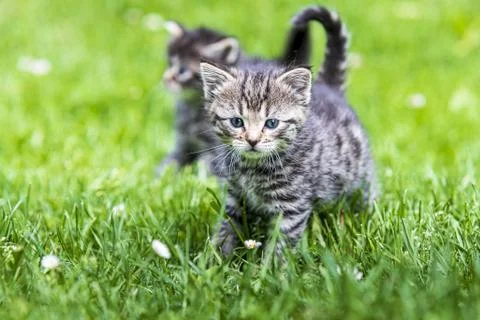 Kitten in the green grass Stock Photos