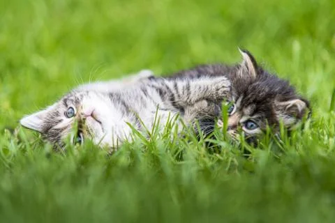 Kitten in the green grass Stock Photos