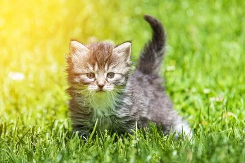 Kitten in the green grass Foto stock