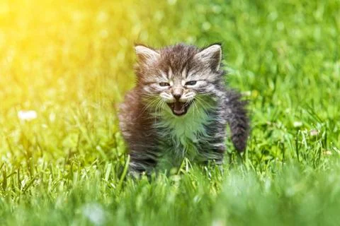 Kitten in the green grass Stock Photos