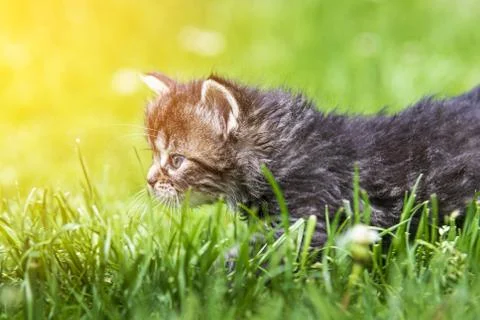 Kitten in the green grass Foto stock