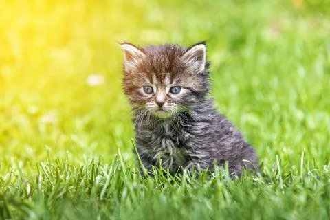 Kitten in the green grass Stock Photos