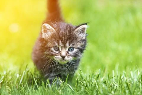 Kitten in the green grass Stock Photos