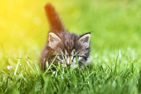 Kitten in the green grass Foto stock