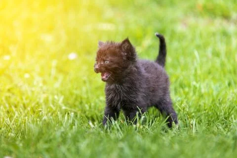 Kitten in the green grass Stock Photos