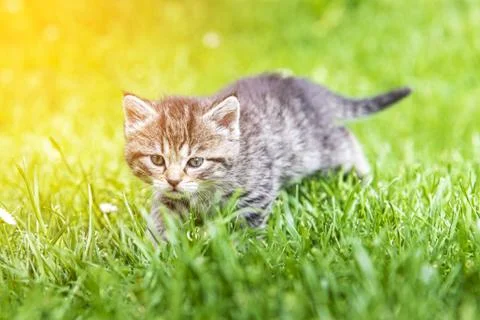 Kitten in the green grass Stock Photos