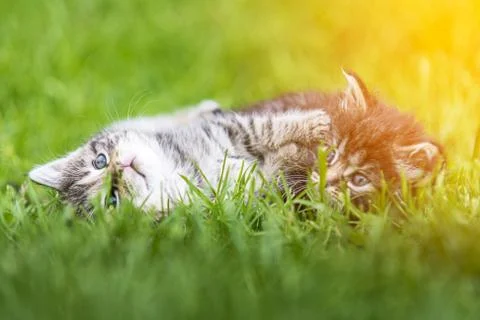 Kitten in the green grass Stock Photos