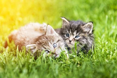 Kitten in the green grass Stock Photos