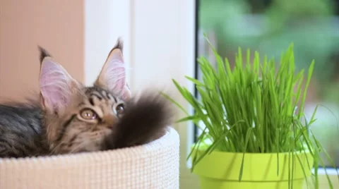 Kitten with green grass on windowsill Vídeo Stock 65793120