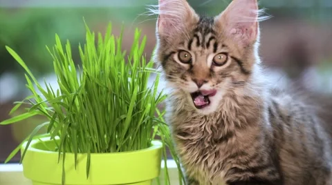 Kitten with green grass on windowsill Vídeo Stock 65988143