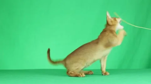 Kitten on a green screen Видео 64372309