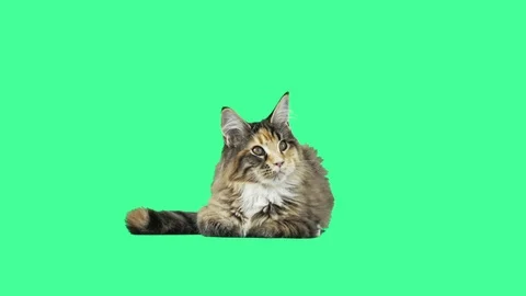Kitten on the green screen Stock Footage 77401854