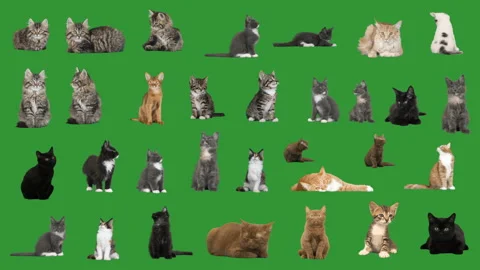 Kitten on a green screen Stock Footage 307038388