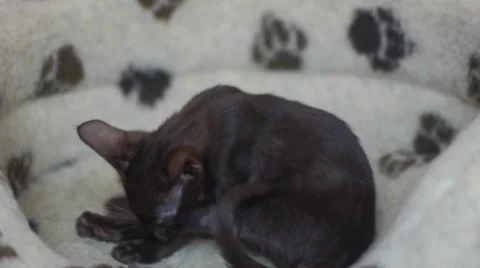 Kitten Grooms Himself in Bed Stock Footage 37263321