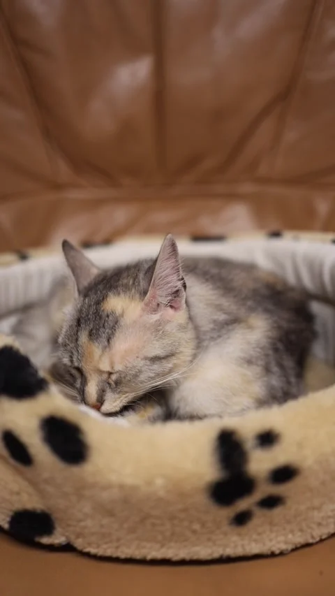Kitten grooms itself while resting in cozy bed Stock Footage 338278516
