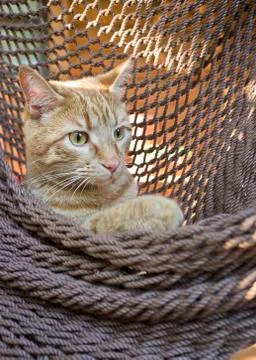 Kitten in hammock Stock Photos