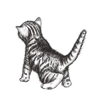 Kitten hand drawing vector illustration. Stock Illustration