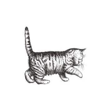 Kitten hand drawing vector illustration. Stock Illustration