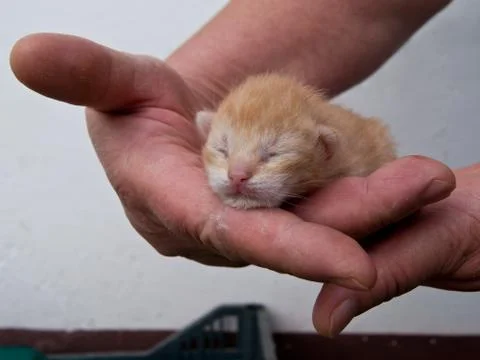 Kitten hand Stock Photos