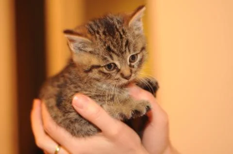 Kitten in hands. Stock Photos