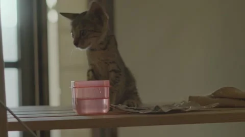 Kitten hangout Stock Footage 253489670