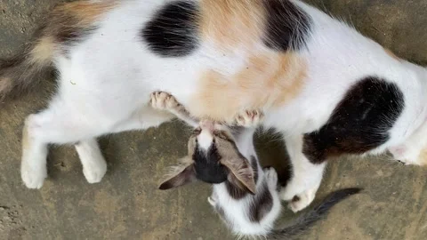 A kitten having milk while his mother was sleeping Stock Footage 295234564
