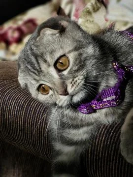 Kitten with head tilted on sofa Stock Photos