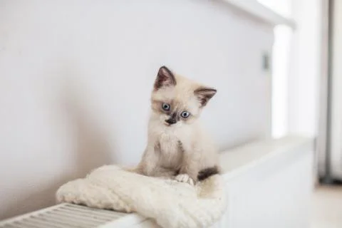 Kitten on heater Stock Photos