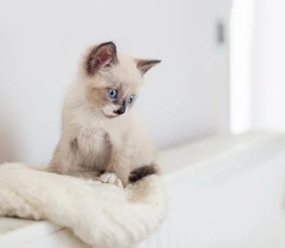 Kitten on heater Stock Photos