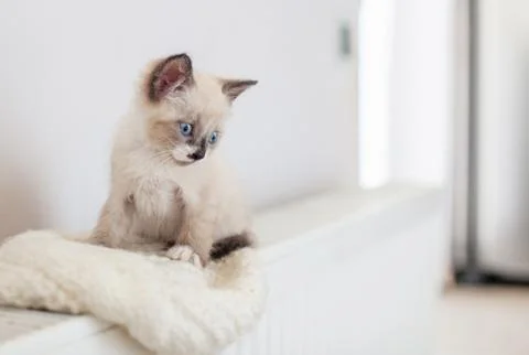 Kitten on heater Stock Photos