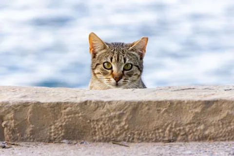 Kitten hidden behind a wall Stock Photos