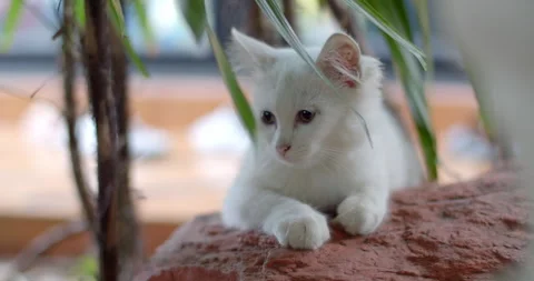 The kitten is hiding under the tree.The cat is hiding under the tree. Stock Footage 284754278