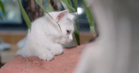 The kitten is hiding under the tree.The cat is hiding under the tree. Stock Footage 289559340