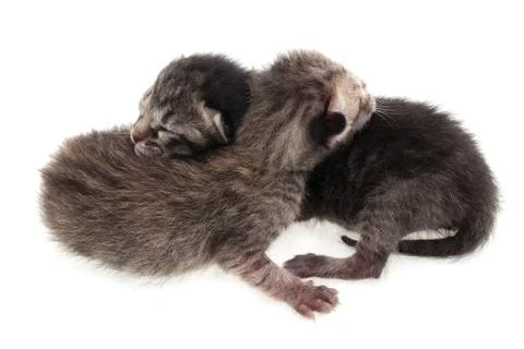 Kitten hugging Stock Photos