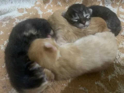 Kitten hugging Stockfoto's