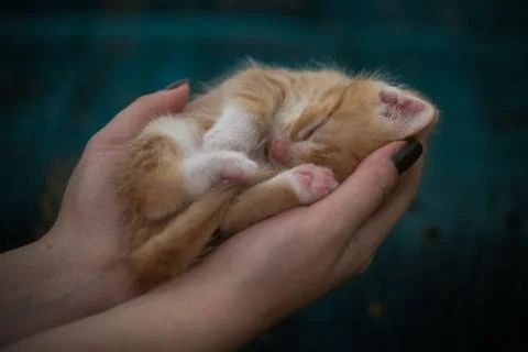 Kitten in human hands Stock Photos