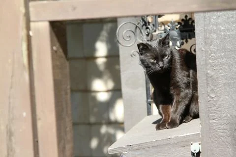 Kitten on the hunt. Stock Photos