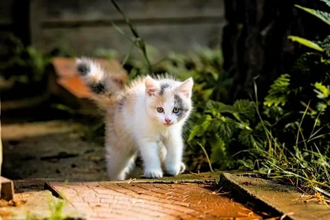 Kitten on the hunt Stock Photos