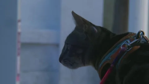 Kitten hunting in the harness Stock Footage 292793527