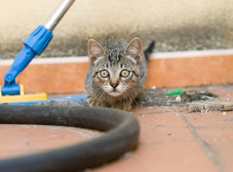 Kitten hunting Stock Photos