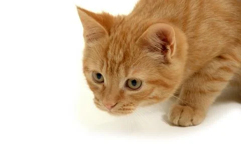 Kitten is hunting Foto stock