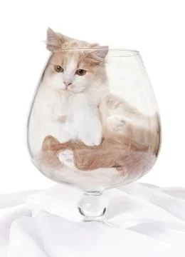 Kitten inside large cognac glass with many balls Stock Photos
