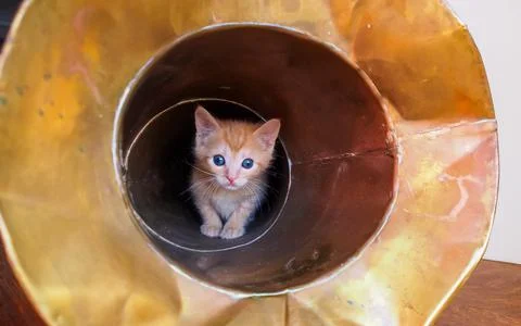 Kitten inside tuba Stock Photos
