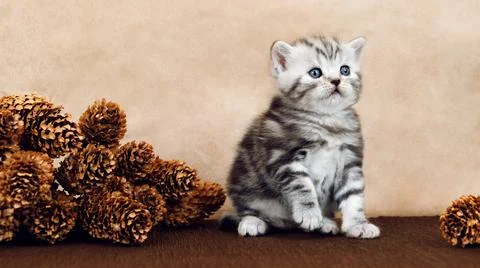 The kitten is interested. The kitten sits near a mountain of fir cones. Stock Photos