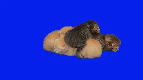 Kitten isolated 1 Stock Footage 126231239